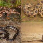 പാമ്പു കടിയേല്‍ക്കാതിരിക്കാന്‍ എന്തൊക്കെ മുന്‍ കരുതലുകള്‍, കടിയേറ്റാല്‍ ഉടനെ ചെയ്യേണ്ടത് എന്തൊക്കെ..