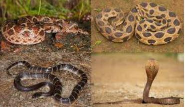 പാമ്പു കടിയേല്‍ക്കാതിരിക്കാന്‍ എന്തൊക്കെ മുന്‍ കരുതലുകള്‍, കടിയേറ്റാല്‍ ഉടനെ ചെയ്യേണ്ടത് എന്തൊക്കെ..